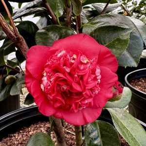 Camellia japonica 'April Tryst'