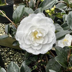 Camellia sasanqua 'Autumn Moon'