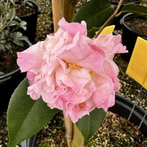 Camellia x 'High Fragrance'