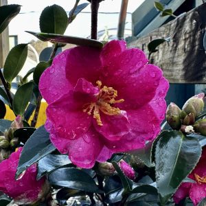 Camellia sasanqua 'Kanjiro'