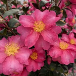 Camellia sasanqua 'Kanjiro'