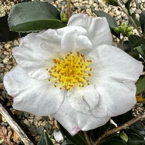 Camellia sasanqua 'Setsugekka'