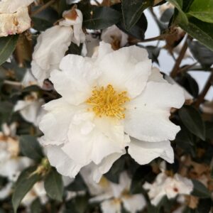 Camellia sasanqua 'Setsugekka'