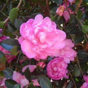 Camellia sasanqua 'Green 99-031' PP24888 Susy Dirr
