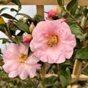 Camellia x 'Taylor's Perfection'