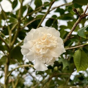 Camellia japonica 'Victory White'