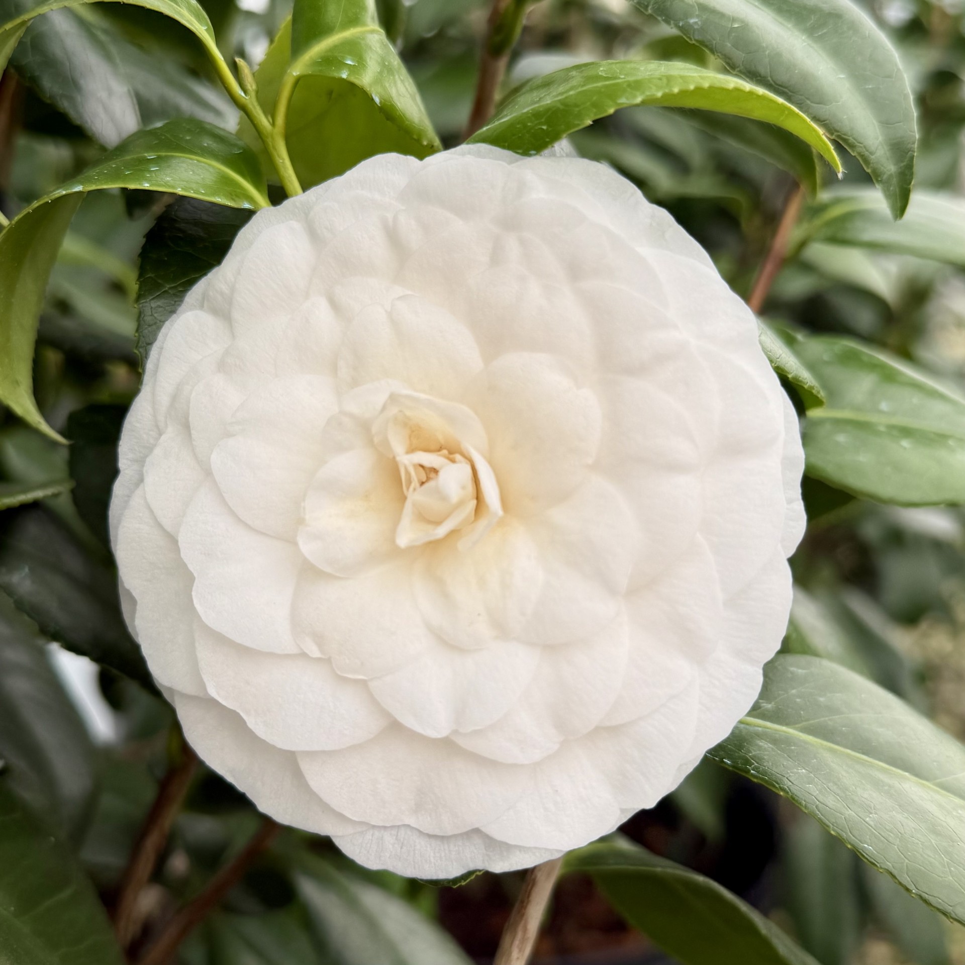 Camellia japonica 'White By the Gate'