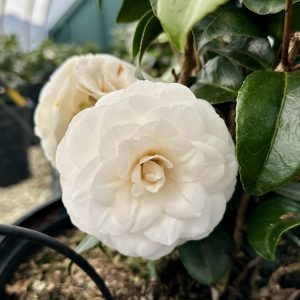 Camellia japonica 'White By the Gate'