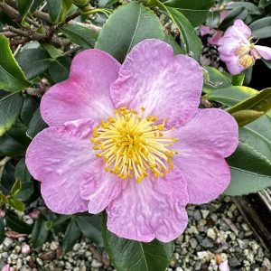 Camellia x 'Winter's Star'