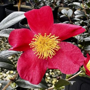 Camellia sasanqua 'Yuletide'