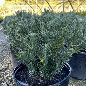 Cephalotaxus harringtonia var. drupacea