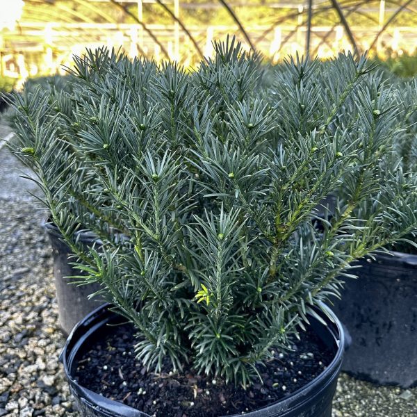 Cephalotaxus harringtonia var. drupacea