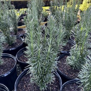 Cephalotaxus harringtonia 'Fastigiata'