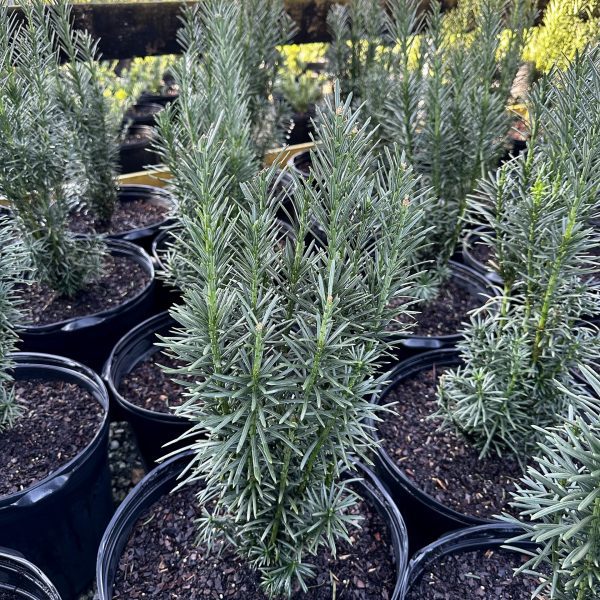 Cephalotaxus harringtonia 'Fastigiata'