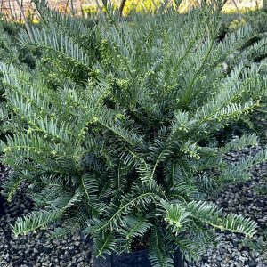 Cephalotaxus harringtonia 'Fritz Huber'