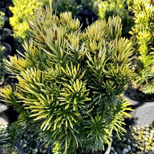Cephalotaxus harringtonia 'Korean Gold'