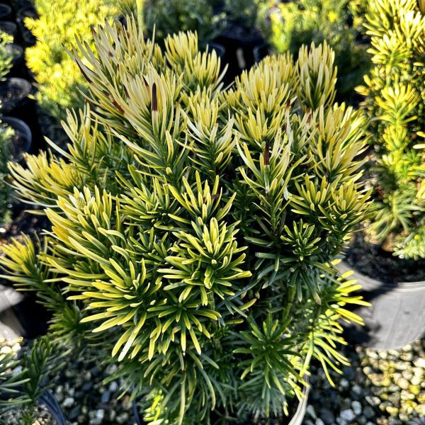 Cephalotaxus harringtonia 'Korean Gold'