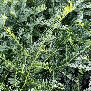 Cephalotaxus harringtonia 'Prostrata'