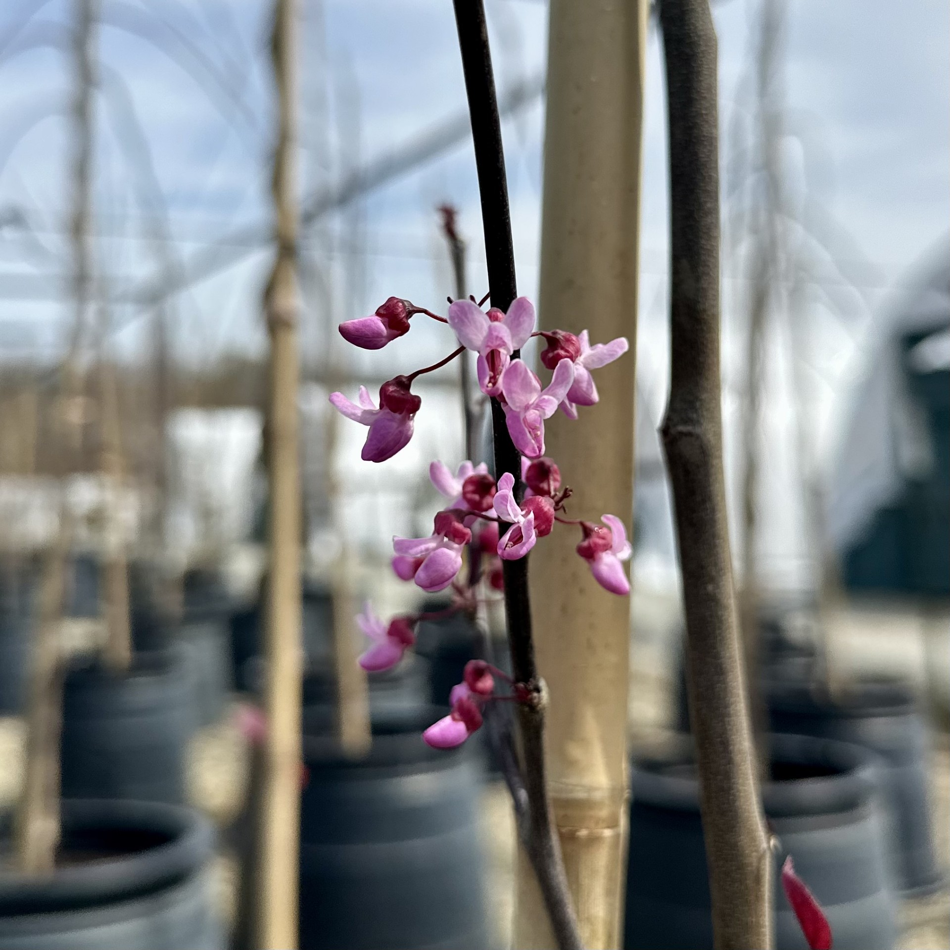 Cercis canadensis 'Forest Pansy' - Image 2