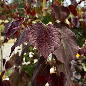 Cercis canadensis 'Forest Pansy'
