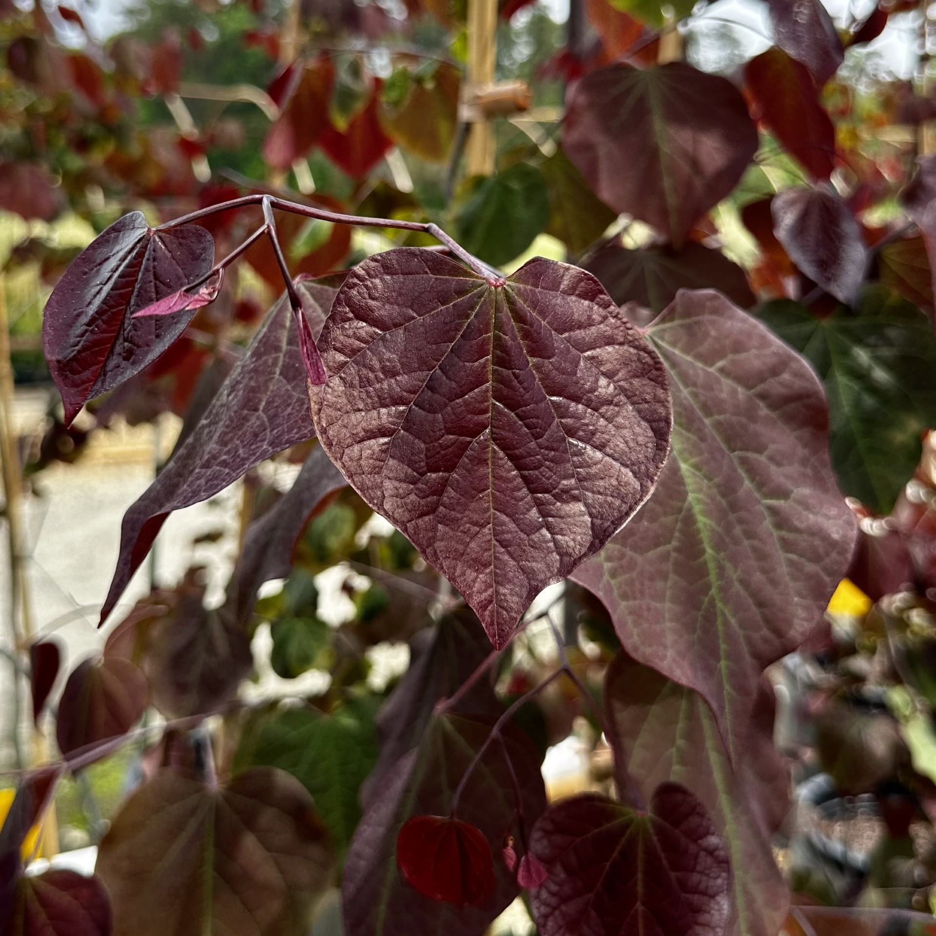 Cercis canadensis 'Forest Pansy'