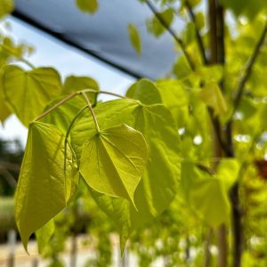 Cercis canadensis 'Hearts of Gold'