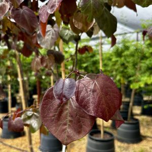 Cercis canadensis 'Merlot'