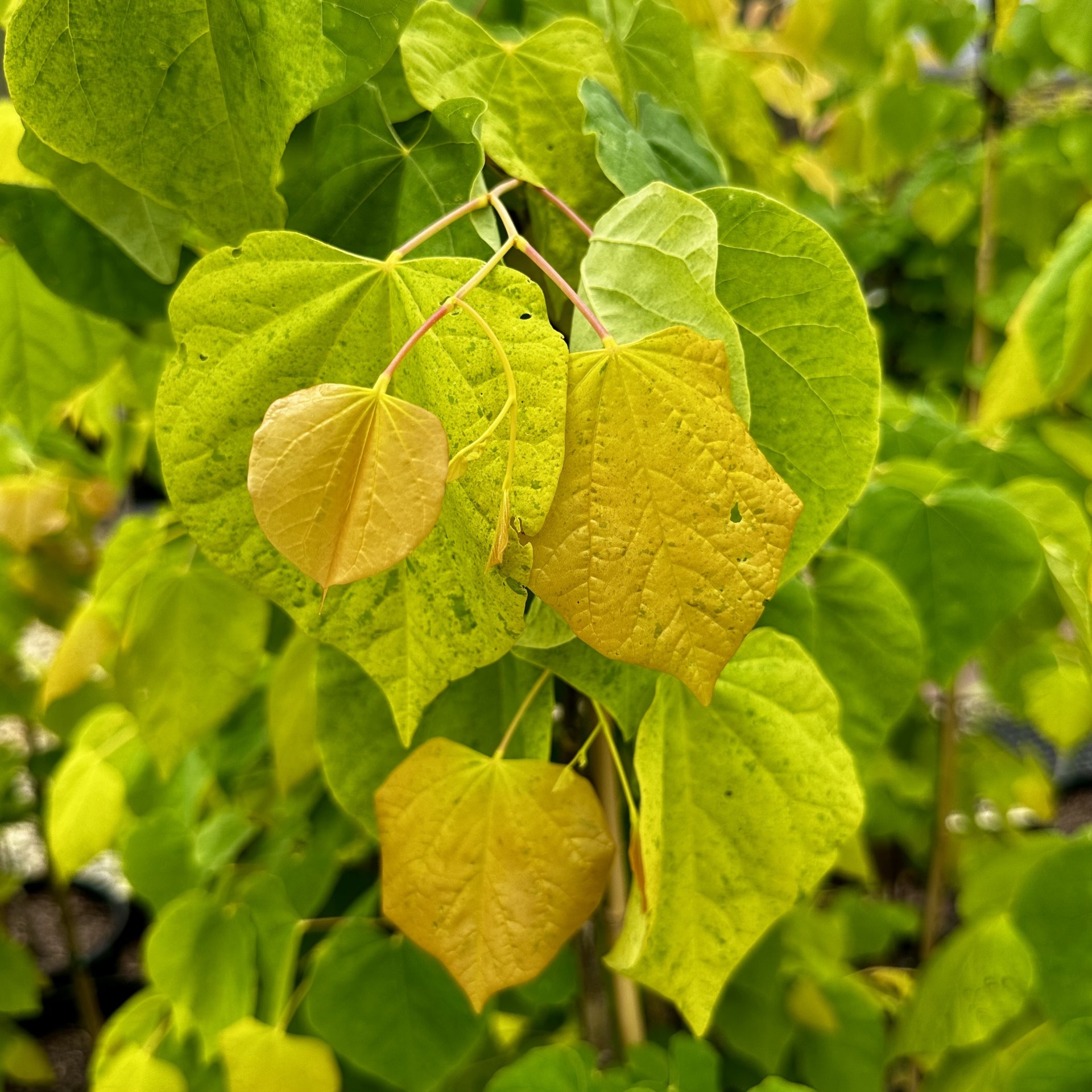 Cercis canadensis 'JN2' The Rising Sun™ PP21451