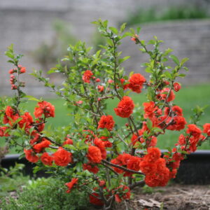 Chaenomeles speciosa 'Orange Storm' Double Take® Orange PP20950