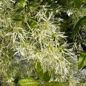 Chionanthus virginicus