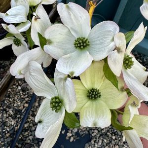 Cornus florida 'Appalachian Mist'