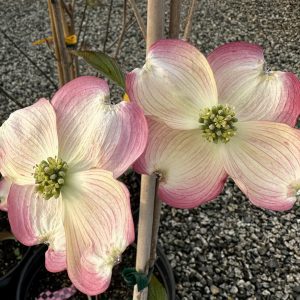 Cornus florida 'Comco 1' Cherokee Brave™ PP10166
