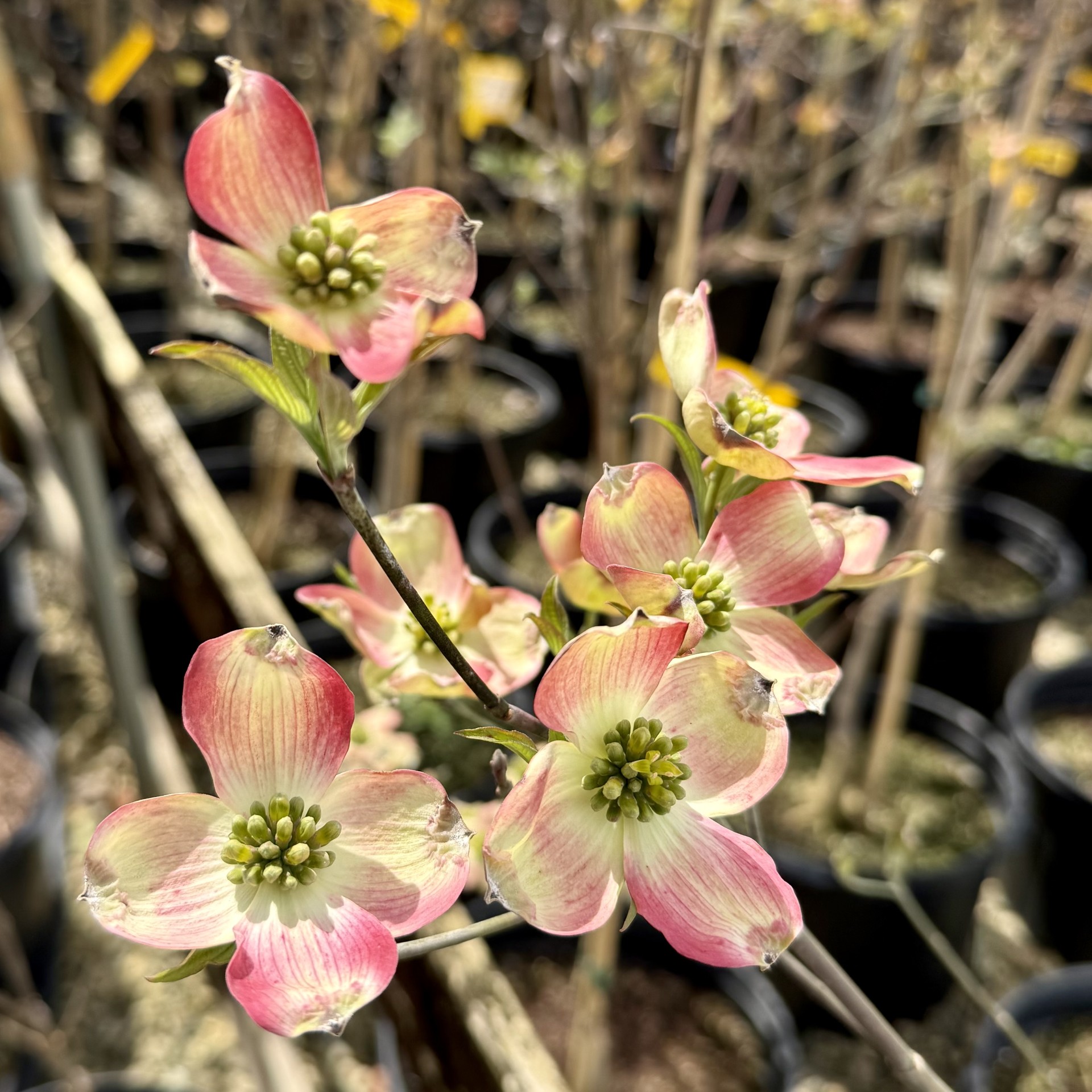 Cornus florida 'Comco 1' Cherokee Brave™ PP10166 - Image 2