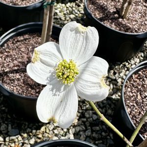 Cornus florida 'Cherokee Princess'