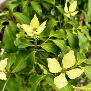 Cornus kousa 'Greensleeves'