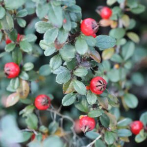 Close-up of a dense shrub with small oval green leaves and bright red berries.
