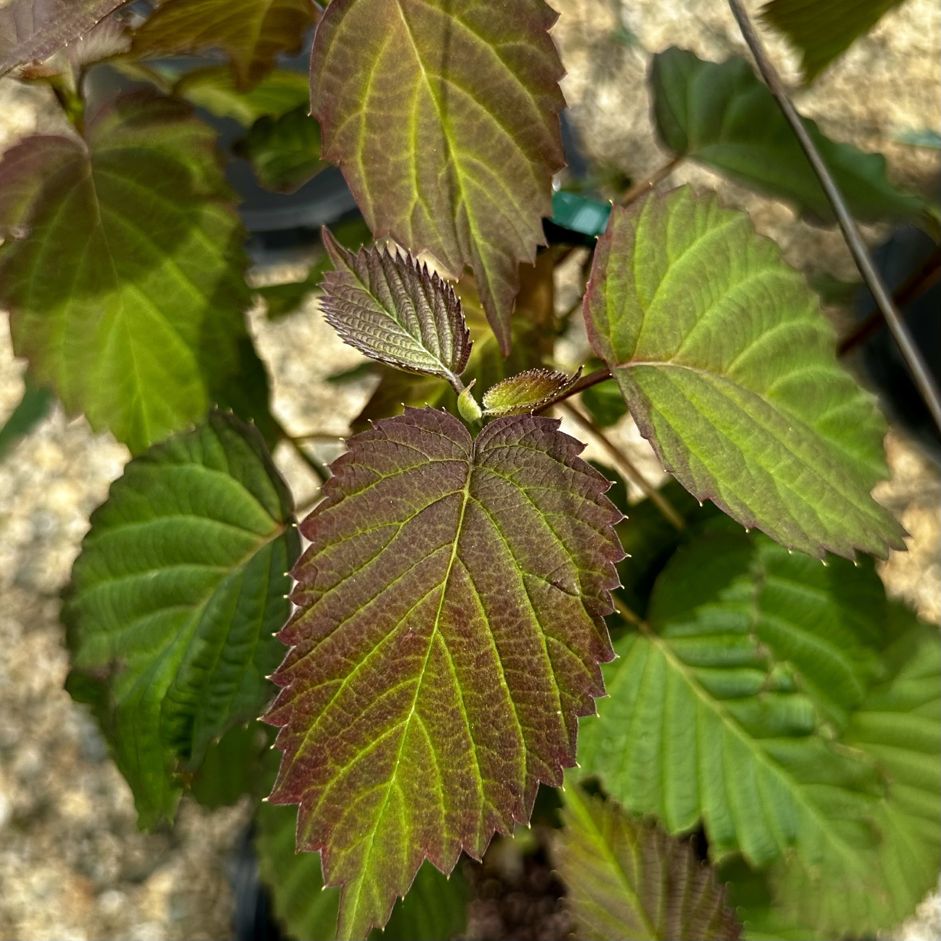 Davidia involucrata