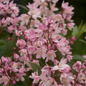 Deutzia Cherry Blossom