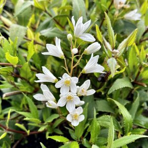 Deutzia gracilis 'Nikko'