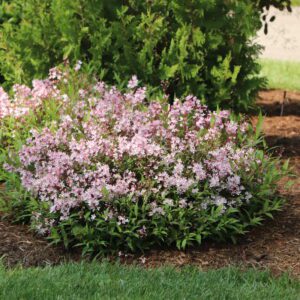 Round shrub covered in light pink blossoms in a mulched garden bed with green bushes in the background