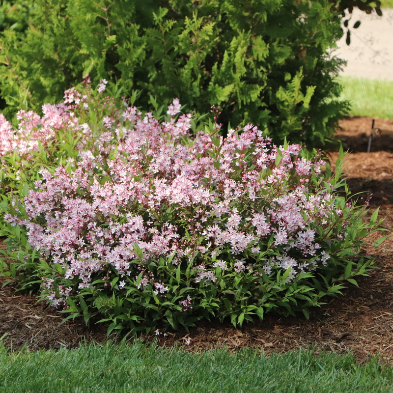 Round shrub covered in light pink blossoms in a mulched garden bed with green bushes in the background