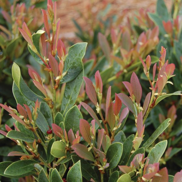 Distylium Blue Cascade