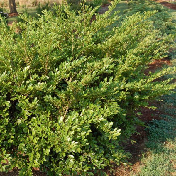 Distylium Emerald Heights