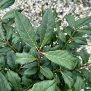 Euonymus alatus 'Little Moses'