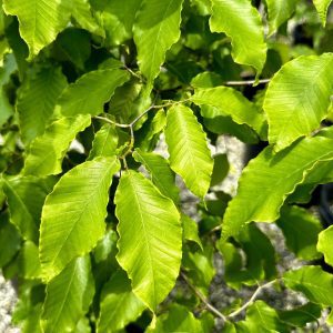 Fagus grandifolia