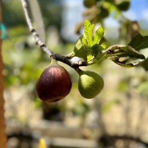 Ficus carica 'Brown Turkey'