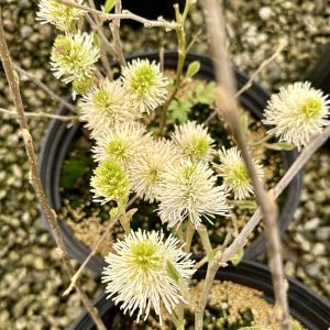 Fothergilla major 'Blue Shadow'