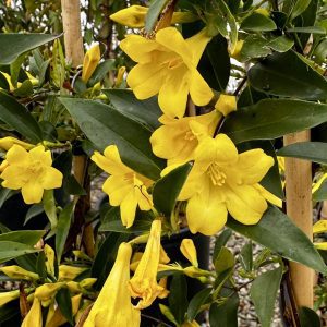 Gelsemium sempervirens