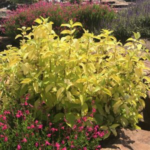 Cornus hesseyii 'Garden Glow'
