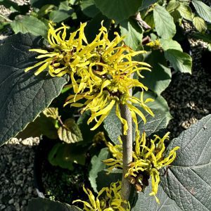 Hamamelis x intermedia 'Arnold's Promise'